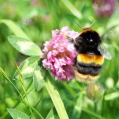 3) Buff-tailed-bumblebee-queen