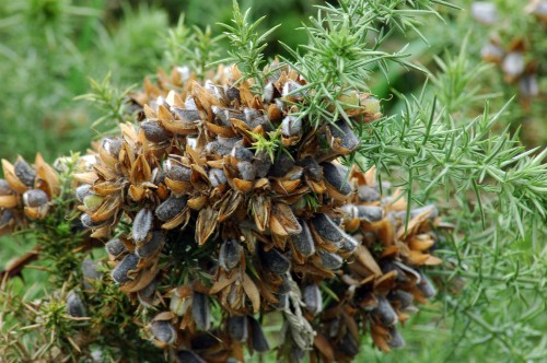 Gorse seed-pods