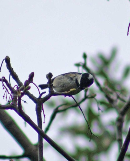 A coal tit feeding at the top of a tree