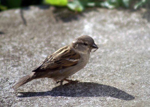 Female House Sparrow with feather