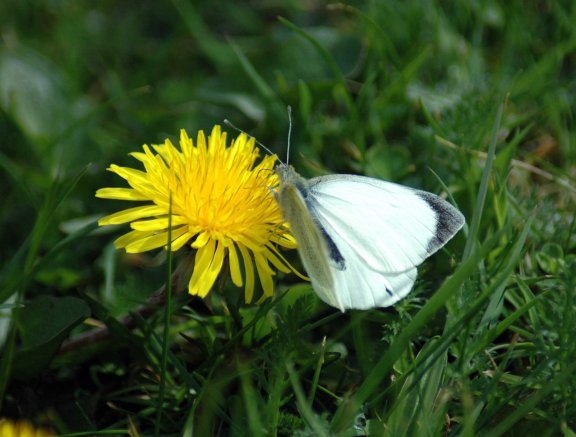 large white taking nectar from a dandelion