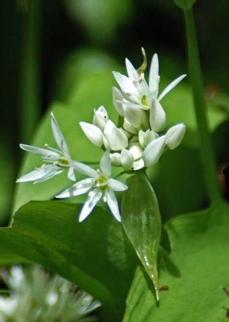 Ramsons flowers and buds