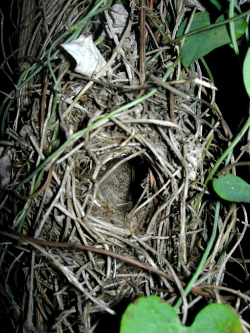 The elaborate domed nest of a tiny Wren