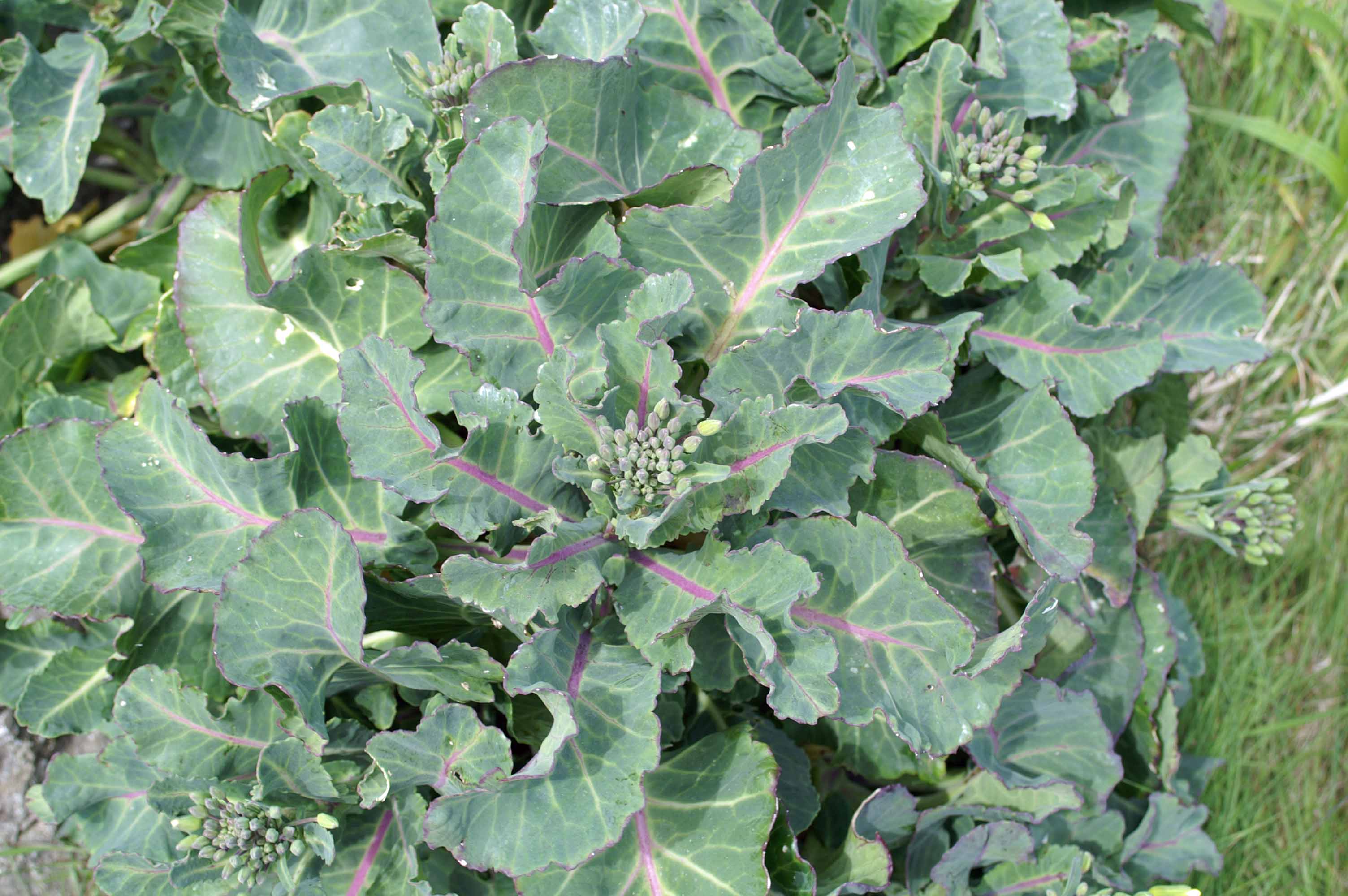 120513tgnr-wild-cabbage-leaves-little-orme.jpg