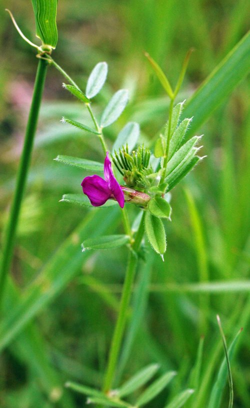 A first bloom of Common Vetch-Vicia sativa