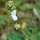 Cuckoo-spit and the amazing Froghopper