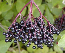 Elder berries are poisonous if eaten raw