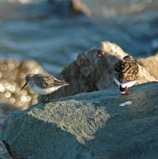 A Dunlin & a Turnstone together shows the size difference between them