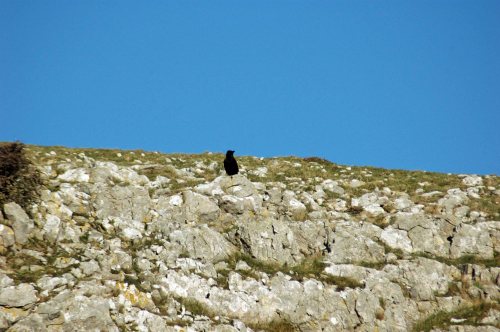 Ravens often sit with their backs turned 