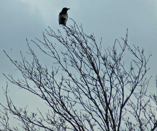Crow with the highest vantage point possible at the top of a tree near the summit