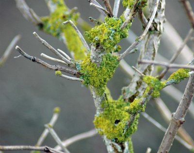 Bright green lichen on elder