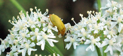 Sulphur beetle- Cteniopus sulphureus 