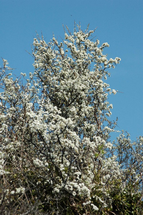 Blackthorn blossom against a clear blue sky