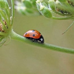 150712TG-Bryn Euryn-7-spot ladybird-Coccinella 7-punctata (3a)