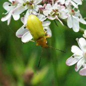 150712TG-Bryn Euryn-Adder's Field (19)-Sulphur beetle cloe-up