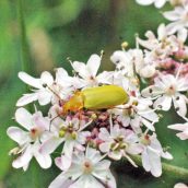 150712TG-Bryn Euryn-Adder's Field (21)-Sulphur beetle on hogweed