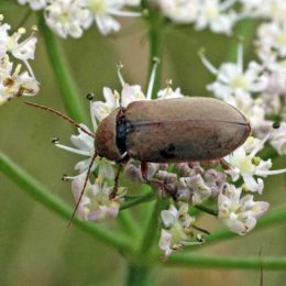 150712TG-Bryn Euryn-Adder's Field (22)-no ID beetle