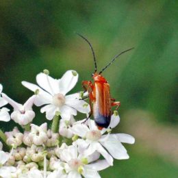 150712TG-Bryn Euryn-Adder's Field (24)-Red soldier beetle