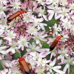 150712TG-Bryn Euryn-btl-Red soldier beetle-Rhagonycha fulva (3a)