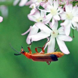 150712TG-Bryn Euryn-btl-Red soldier beetle-Rhagonycha fulva (7a)