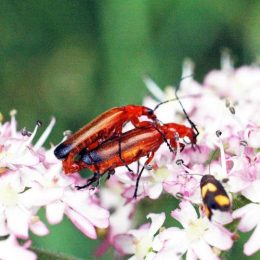 150712TG-Bryn Euryn-btl-Red soldier beetle-Rhagonycha fulva mating