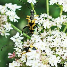 150712TG-Bryn Euryn-btl-Yellow & black beetles 1