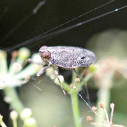 Tiny froghopper enlarged