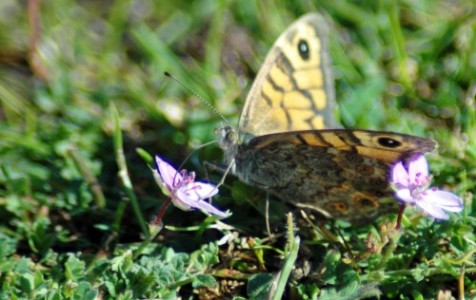 150916-Little Orme-Wall Brown 2