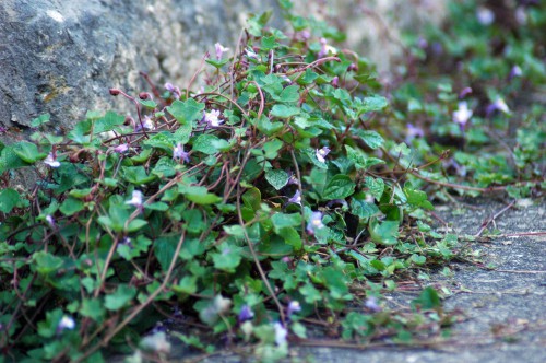 ivy-leaved toadflax