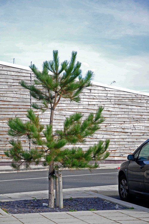 A newly-planted pine tree at Porth Eirias