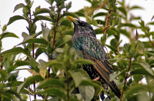 160403-Nat's garden-Starling male in privet hedge 1