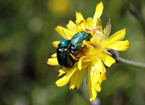 160605-BE33a-Green metallic beetles-mating pair