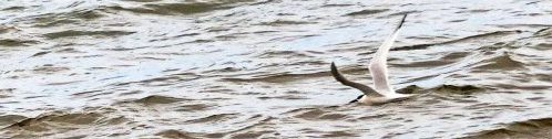 160620-Rhos Point 1335-Sandwich Terns flying