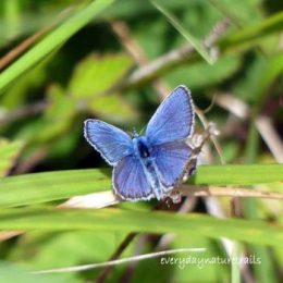 Silver-studded Blue male