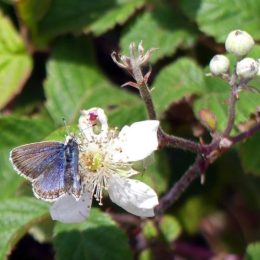 Silver-studded Blue (f) on dewberry flower