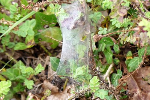 160805-Bryn Euryn (40b)-Nursery web spider
