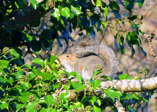 170105-berc-grey-squirrel-guarding-ivy-berries-1