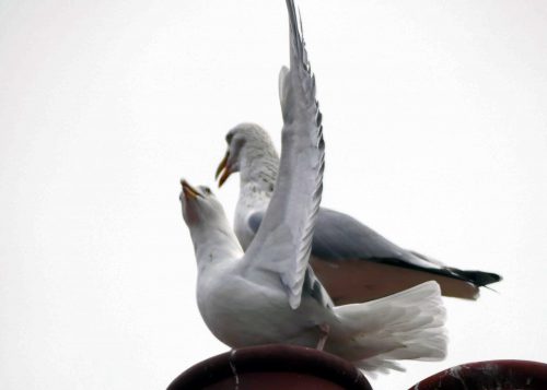 170109-rosrc12-herring-gull-pair