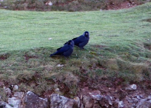 170120-lo-80-jackdaw-pair-on-cliff-edge-1a