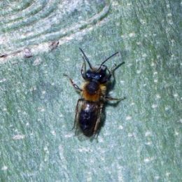 170401-ROSGD-1619-Tawny Mining bee 6