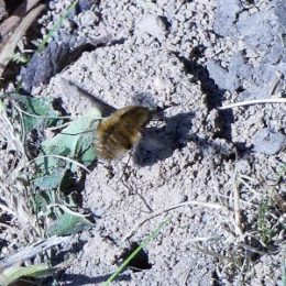 Bee-fly approaching Tawny Mining Bee's nest