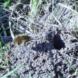 Bee-fly using its long legs to flick her eggs into the Tawny Mining Bee's nest
