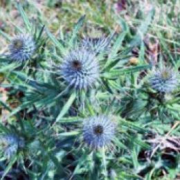 170527-TGLOFW-Spear thistle flower buds