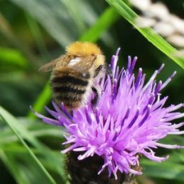 Common carder bee-practically perfect