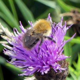 Common carder bee-a little faded