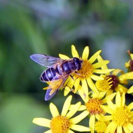 Hoverfly - Eristalis sp