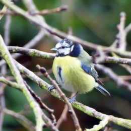 Blue tit with white in crown & freckled face