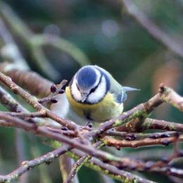 Blue tit with dark 'frown' above bill