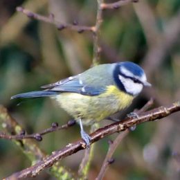 Blue tit with dark feathers on right side
