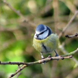 'Normal' Blue tit with leg-ring